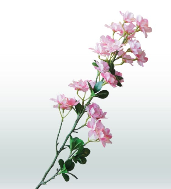 Jasmijn Bloesem 80cm