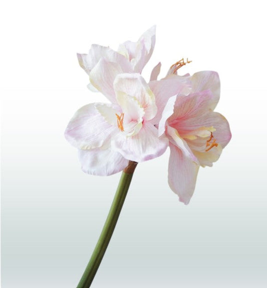 Amaryllis 67cm