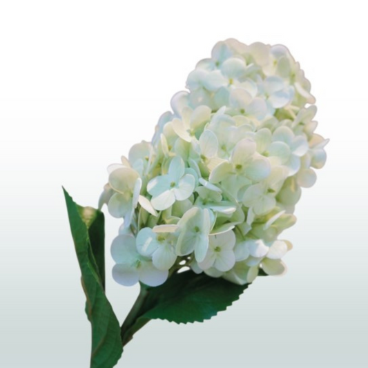 Zijden Hortensia